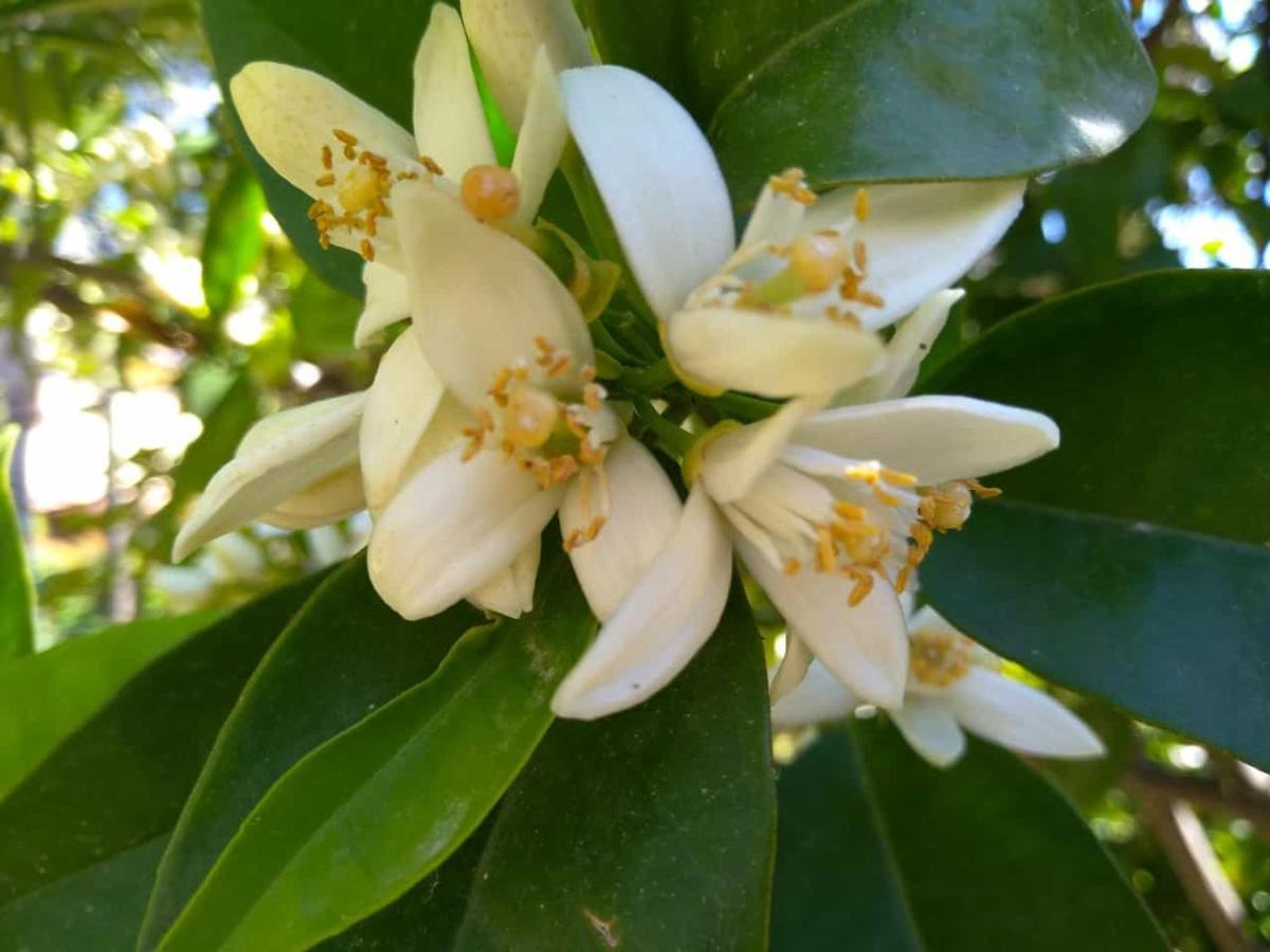 Magnolia Couette-café Taormine